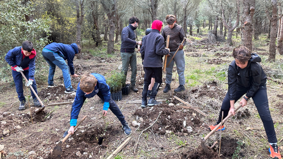 Reforestació al Pla de Son Torrella